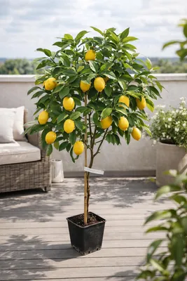 Produktbild von Citrus limon Femminello Siracusano Zitronenbaum 120–160 cm – echte Zitrone, mediterrane Kübelpflanze für Balkon & Terrasse