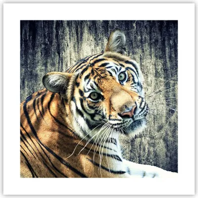 Produktbild von Poster - Poster ohne Rahmen - Indien stein tiger wild - 40x40 cm - Wand Bild - Wanddeko - Wandbilder - Kunstposter - Wandposter - Bilder - Kunstdruck - Wanddekoration - Wandbild - P2XAC40x40-2464