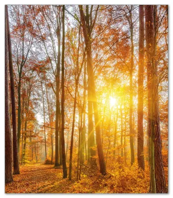 Produktbild von Wallario Herdabdeckplatte aus Glas, Größe 52 x 60 cm 1-teilig, Motiv Sonnenuntergang im herbstlichen Wald