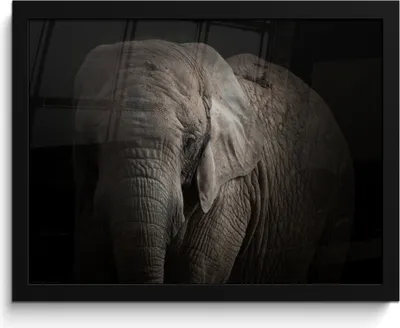 Produktbild von MuchoWow® MuchoWow® Gerahmtes Poster Elefant - Porträt - Tiere - Schwarz 40x30 cm - Poster mit zchwarzem Bilderrahmen - Kunstposter - Wanddekorationen