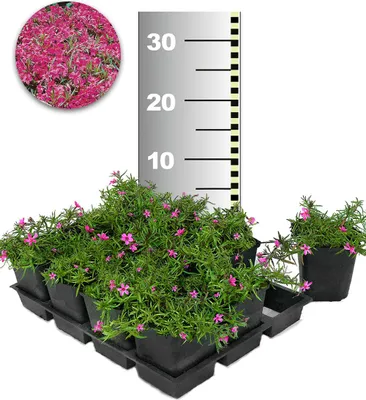 Produktbild von BALDUR Garten Roter Teppich-Phlox, 25 Pflanzen Polsterphlox, winterharte Staude, Bodendecker, trockenresistent, mehrjährig, bienenfreundlich, pflegeleicht, Wasserbedarf gering, blühend