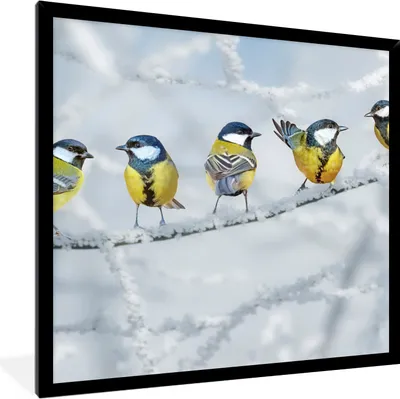 Produktbild von MuchoWow® Gerahmtes Poster Vogel - Kohlmeise - Winter - Schnee - Zweige 40x40 cm - Poster mit Schwarzem Bilderrahmen Wandposter Rahmen Foto Bilder - Mit Rahmen - Wanddekoration Schlafzimmer