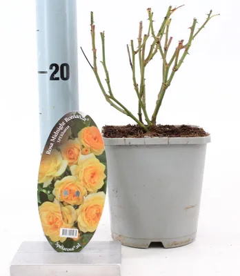 Obrázek produktu pro Rosa Midnight Romanza ® - růže | 10–15 cm v květináči