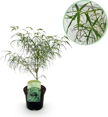 Produktbild von Japanischer Ahorn Acer palmatum Koto 19cm 70cm winterhart Gartenpflanze Strauch