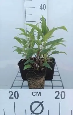 Immagine prodotto di 6 x Echinacea purp. 'Doubledecker' - Sonnenhut - Topf 9 x 9 cm