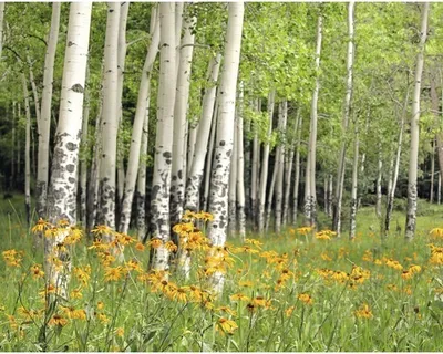 Produktbild von Papermoon VLIES Fototapete, Digitaldruck,  Aspen Grove und Orange Wildflowers (342)