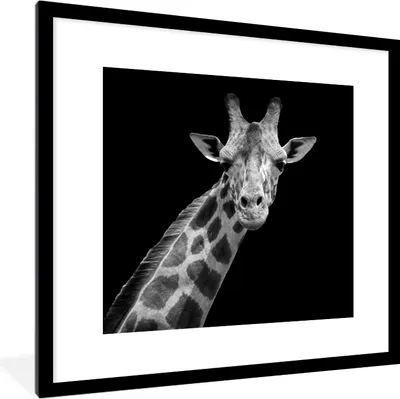 Produktbild von MuchoWow® Gerahmtes Poster Giraffe - Wildtiere - Schwarz-Weiß - Porträt 40x40 cm - Poster mit Schwarzem Bilderrahmen Wandposter Rahmen Foto Bilder - Poster - Plakat im Rahmen