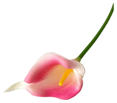 Produktbild von Künstliche Calla-Lilie (34 cm) mit realistischer Haptik, ideal für DIY-Brautsträuße und Tischdekorationen für drinnen und draußen.