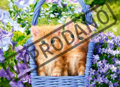 Produktbild von CASTORLAND Puzzle Ginger Kätzchen 70 Teile