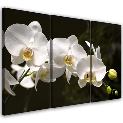 Obrázek produktu pro Triptych na plátně bílá orchidej 120x80 cm Feeby barevná nástěnná malba připravená k zavěšení