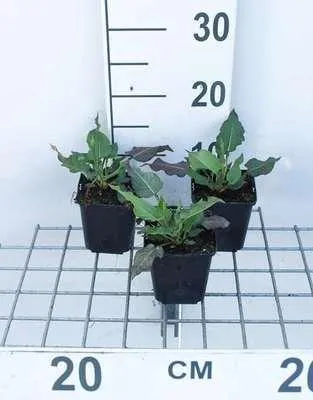 Image de 6 x Persicaria ampl. 'White Eastfield' - Renouée à bougies - Pot 9 x 9 cm
