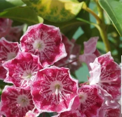 Produktbild von Lorbeerrose - Berglorbeer Pinwheel - Kalmia latifolia Pinwheel - 30-40cm