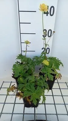 Produktbild von 6 x Trollius hybr. 'Lemon Queen' - Trollblume - Topf 9 x 9 cm