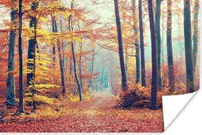 Produktbild von MuchoWow® Poster Wald - Herbst - Laub 180x120 cm - Fotoplakat