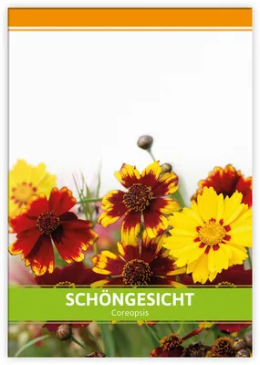 Produktbild von Schöngesicht für Werbezwecke | Schöngesichtsamen von FLORTUS