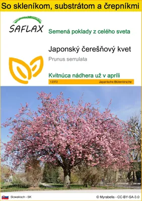 Obrázok produktu pre SAFLAX Kultivačný set - Japonský čerešňový kvet - Prunus serrulata - 30 Semená - S mini skleníkom, pestovateľským substrátom a 2 črepníkmi