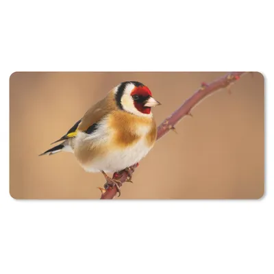 Produktbild von MuchoWow® Schreibtischunterlage Kropftaube - Vogel - Tiere 80x40 cm - XXL Mauspad - Gaming Mauspad