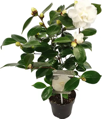 Zdjęcie produktu dla Bloomique - Camellia Japonica Nuccio's Gem - Róża japońska - Biała - Rośliny ogrodowe - Zimozielone - Odporne na zimę - Wysokość 40-60 cm - Doniczka 15 cm