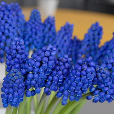 Zdjęcie produktu dla Muscari - Szafirek Marleen 10 szt. Szafirki Cebulki Cebule Szafirków