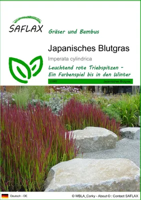 Produktbild von SAFLAX - Japanisches Blutgras - Imperata cylindrica - 50 Samen