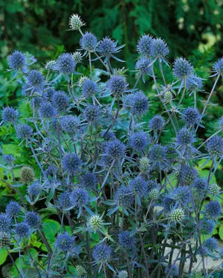 Produktbild von Eryngium planum 'Blauer Zwerg', Edeldistel, stahlblau, ca. 9x9 cm Topf