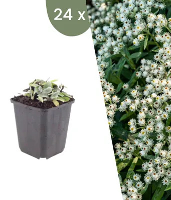 Produktbild von Plants by Frank | 24 Sibirisches Edelweiß Pflanzen | Anaphalis Triplinervis | Stauden | Winterhart | Mehrjährig | Gartenpflanzen