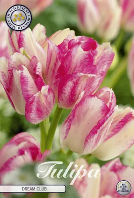 Artikelbild 2 von 'Tulpe Dream Club (7 Stück)' aus der Kategorie Tulpenzwiebeln