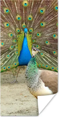 Produktbild von MuchoWow® Poster Pfaue - Vögel - Federn 20x40 cm - Plakat - Foto