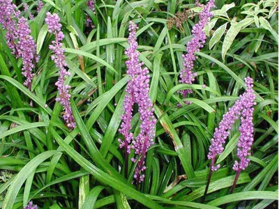 Produktbild von Stauden Gänge 10 x Liriope muscari ‚Purple Passion' im 1 Liter Topf - Lilientraube - Ein Hauch von Eleganz in sattem Purpur - Winterhart