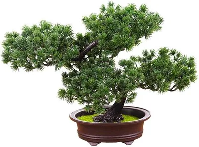 Image de Petit bonsaï en plastique vert pour la décoration d'intérieur