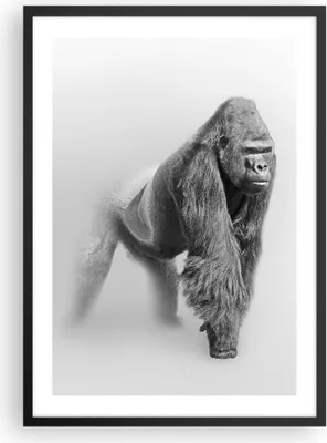 Produktbild von Gerahmtes Poster - Schwarzer Rahmen - Orang-Utan Tier - 50x70 cm - Wand Bild - Wanddeko - Wandbilder - Kunstposter - Wandposter - Bilderrahmen - Bilder - Kunstdruck - Wandbild - P2BPA50x70-4105