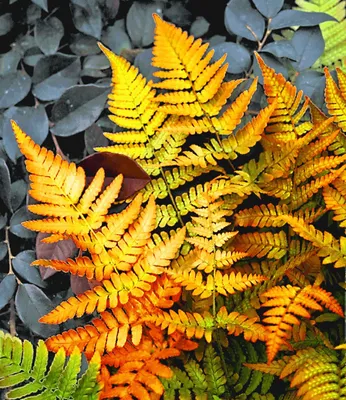Produktbild von BALDUR Garten 1x Winterharter Schmuck-Farn 'Golden Brilliant', Pflanze im 9x9 cm-Topf, Dryopteris erythrosora Gartenfarn, winterharte Staude, mehrjährig, für Standort im Schatten geeignet