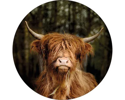 Produktbild von Glasbild Scottish Highland Cattle VI GLR191 Ø 50 cm