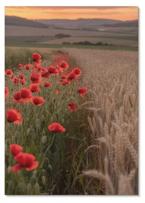 Produktbild von POSTER - 42x59 cm (A2) - digitalPhoto - Mohnblumen im Sonnenuntergang, harmonische Farben der Natur -  Wandbild für Wohnzimmer Schlafzimmer & Flur, Modernes Poster Wanddeko, Ungerahmt
