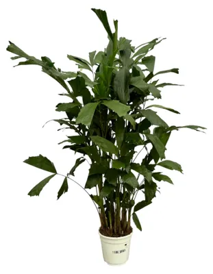 Produktbild von Zimmerpflanze - Caryota Mitis - Fischschwanzpalme - Tropisch - Für helle Standorte ohne direkte Sonne - Topf Ø21cm - Höhe 120cm