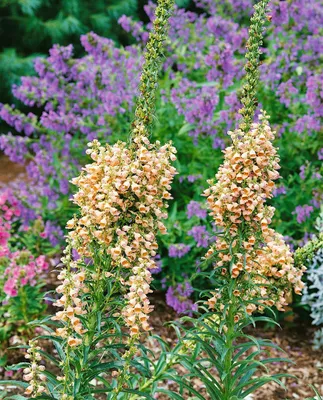Produktbild von Digitalis ferruginea 'Gigantea', Rost-Fingerhut, ca. 9x9 cm Topf