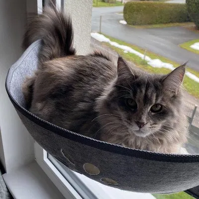 Productafbeelding van Kattenraamzitje met zuignappen - Ligvlak met kussen voor het zonnebaden - Draagvermogen tot 20 kg - 70 x 29 cm