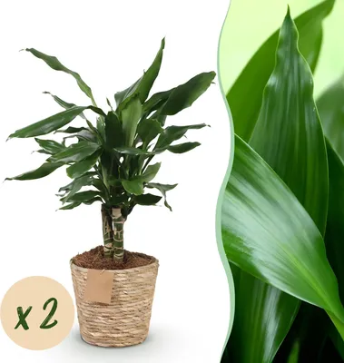 Produktbild von Green boutiQ - Zimmerpflanzen - Dracaena fragrans Steudneri - Drachenblutbaum - Wenig Pflege - mit Korb - Grün - 2 Pflanzen - Topf 17cm - Höhe 50-55cm