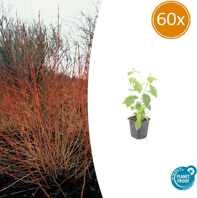 Immagine prodotto di Corniolo rosso - Cornus sanguinea 'Midwinter Fire' - Pianta da siepe - vaso da 9 cm - Set da 60 piante