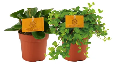 Produktbild von Peperomia | 2 Stück - 15cm - Ø10.5cm - Zimmerpflanze - Immergrün - Multideal - Kakteen und Sukkulenten