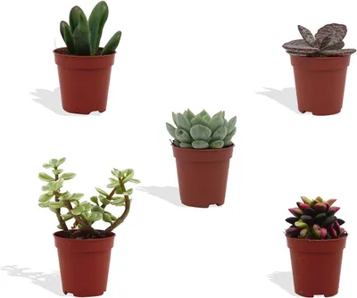Produktbild von DutchLeafs Mini-Sukkulenten Mix 5 Stück Verschiedene Mini-Sukkulenten - Topf 5,5 cm - Kleine Pflanzen Mischung Sukkulenten Starter Set Pflegeleichte