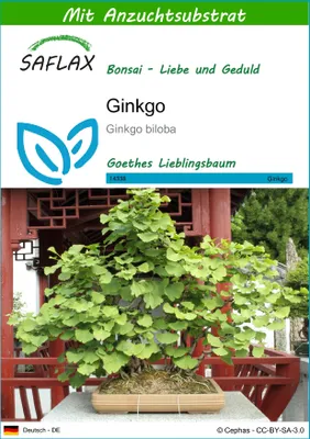 Produktbild von SAFLAX - Ginkgo - Ginkgo biloba - 4 Samen - Mit keimfreiem Anzuchtsubstrat
