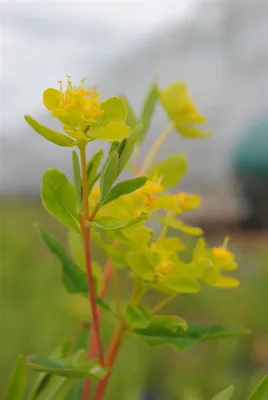 Produktbild von Euphorbia palustris, Sumpf-Wolfsmilch, ca. 9x9 cm Topf