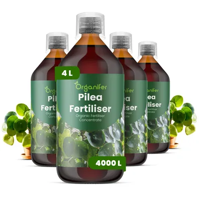 Produktbild von Pilea Flüssigdünger 4x1L – 3-4-3 NPK – Flüssig-Pflanzendünger für Pilea – Für Wohnräume, Büros & dekorative Zimmerpflanzen – Organifer