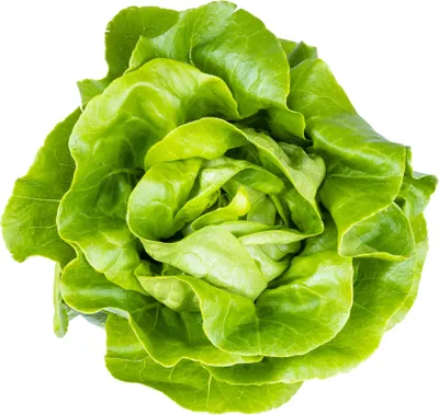 Produktbild von Toraf Gemüsesamen May Queen Buttersalat, Packung 2g