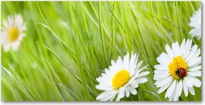 Produktbild von Tulup® Glas-Bild - 100x50 -Wandkunst - Wandbild hinter gehärtetem Sicherheitsglas  - Blumen & Pflanzen - Gänseblümchen - Grün