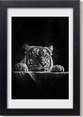 Produktbild von Bild 20x30 MDF-Rahmen, Wandkunst Tiger