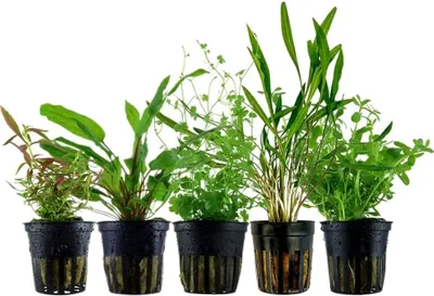 Produktbild von Pflanzen Set mit 5 Mittelgrund Topf Aquarium Wasserpflanzen AquaOne Nr.205