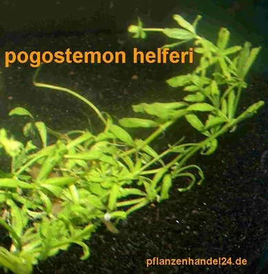 Produktbild von 1 Topf Pogostemon helferi, Vordergrundpflanze