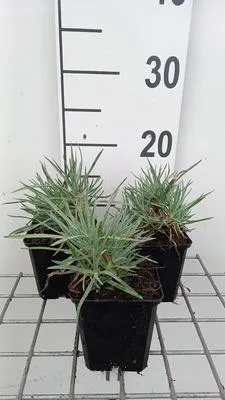 Productafbeelding van 6 x Dianthus grat. 'Rotkäppchen' - Anjer - Pot van 9 x 9 cm